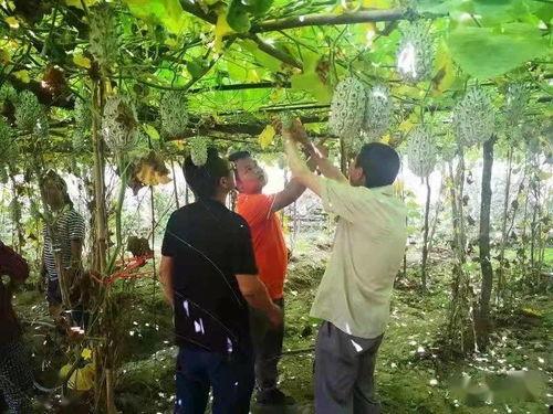 瓜瓜基地,綠色生態(tài)農業(yè)的璀璨明珠